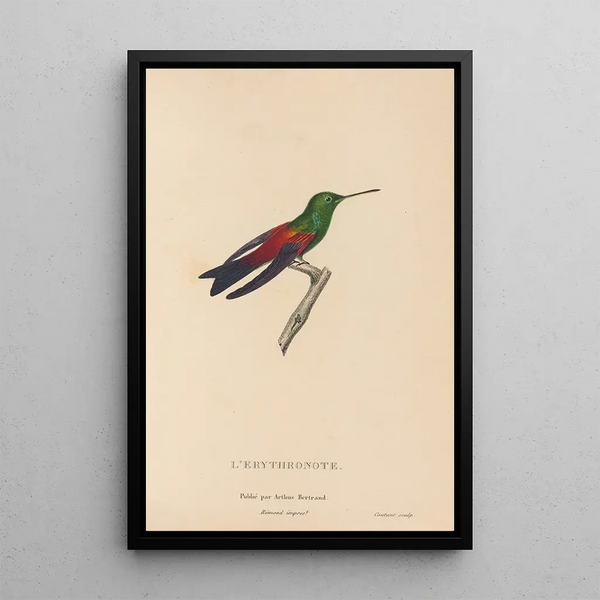 Histoire naturelle des oiseaux-mouches Pl62 - René Primevère Lesson — inramlat konstverk på väggen