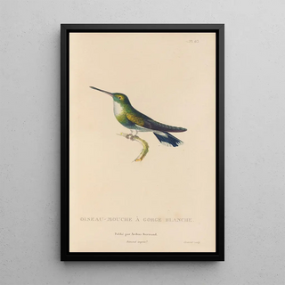 RenPrimevre Lesson - Histoire naturelle des oiseauxmouches Pl64.webp