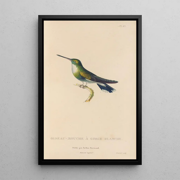 Histoire naturelle des oiseaux-mouches Pl64 - René Primevère Lesson — inramlat konstverk på väggen