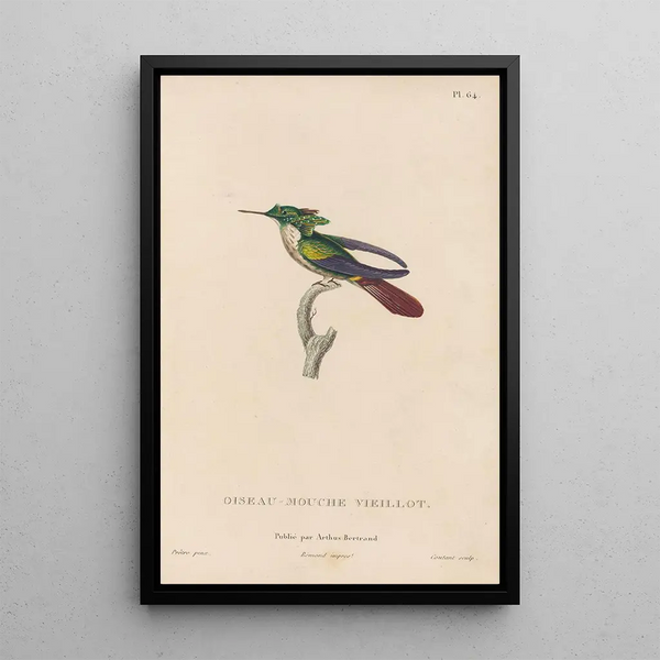 Histoire naturelle des oiseaux-mouches Pl65 - René Primevère Lesson — inramlat konstverk på väggen