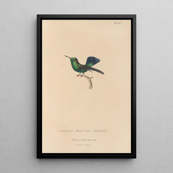 Histoire naturelle des oiseaux-mouches Pl66 - René Primevère Lesson — inramlat konstverk på väggen