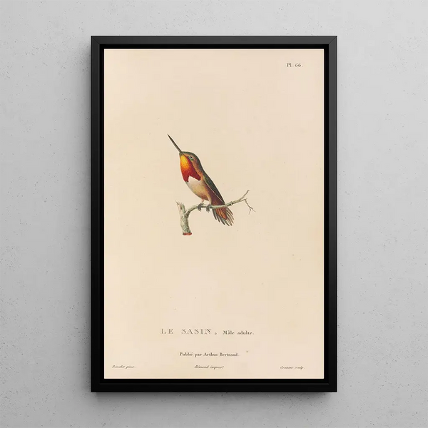 Histoire naturelle des oiseaux-mouches Pl67 - René Primevère Lesson — inramlat konstverk på väggen