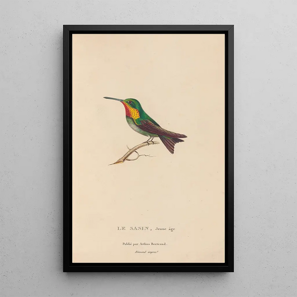Histoire naturelle des oiseaux-mouches Pl68 - René Primevère Lesson — inramlat konstverk på väggen
