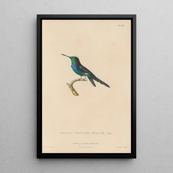 Histoire naturelle des oiseaux-mouches Pl69 - René Primevère Lesson — inramlat konstverk på väggen