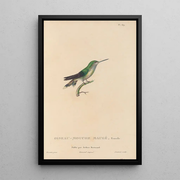 Histoire naturelle des oiseaux-mouches Pl70 - René Primevère Lesson — inramlat konstverk på väggen