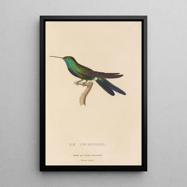 Histoire naturelle des oiseaux-mouches Pl71 - René Primevère Lesson — inramlat konstverk på väggen