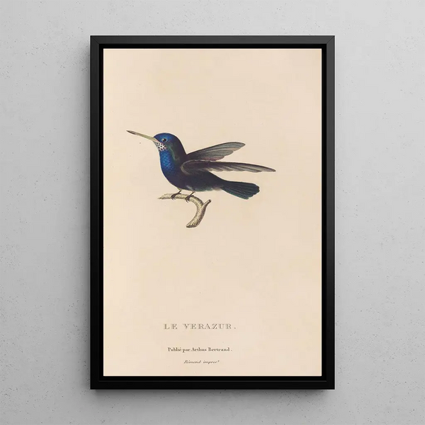 Histoire naturelle des oiseaux-mouches Pl72 - René Primevère Lesson — inramlat konstverk på väggen