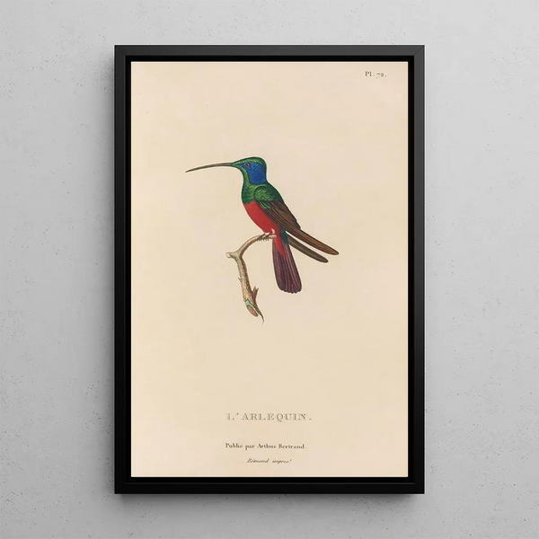 Histoire naturelle des oiseaux-mouches Pl73 - René Primevère Lesson — inramlat konstverk på väggen