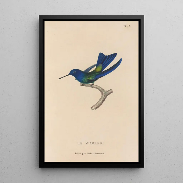 Histoire naturelle des oiseaux-mouches Pl74 - René Primevère Lesson — inramlat konstverk på väggen