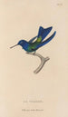 Histoire naturelle des oiseaux-mouches Pl74 - René Primevère Lesson — vy av konstverket