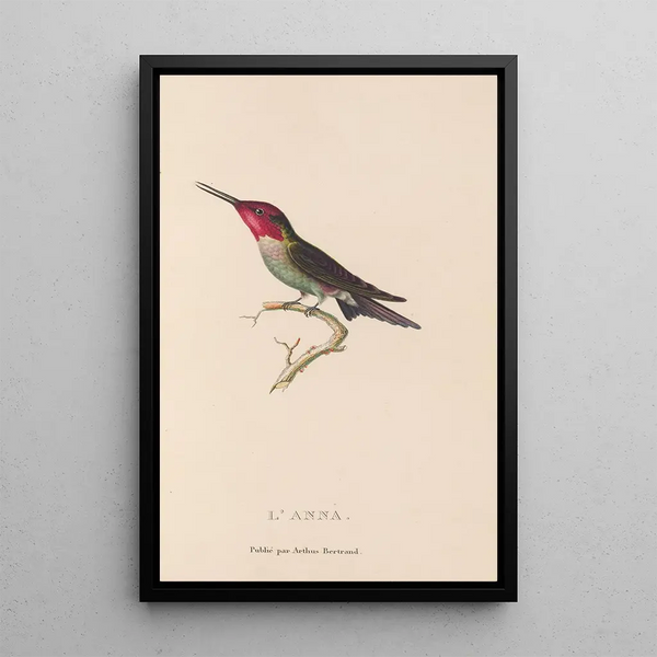 Histoire naturelle des oiseaux-mouches Pl75 - René Primevère Lesson — inramlat konstverk på väggen