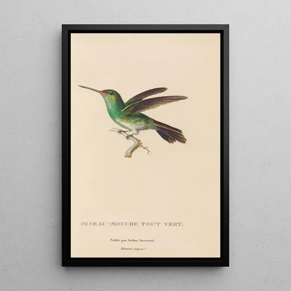 Histoire naturelle des oiseaux-mouches Pl76 - René Primevère Lesson — inramlat konstverk på väggen