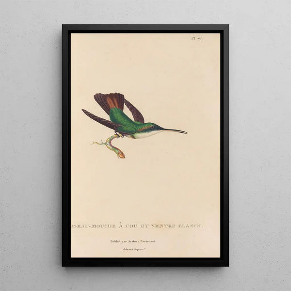 Histoire naturelle des oiseaux-mouches Pl79 - René Primevère Lesson — inramlat konstverk på väggen