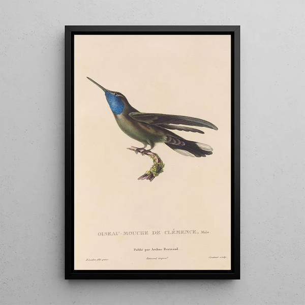 Histoire naturelle des oiseaux-mouches Pl81 - René Primevère Lesson — inramlat konstverk på väggen