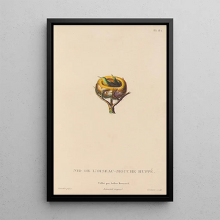 RenPrimevre Lesson - Histoire naturelle des oiseauxmouches Pl83.webp