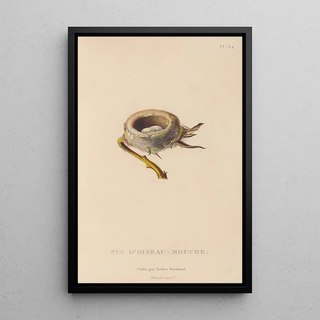 RenPrimevre Lesson - Histoire naturelle des oiseauxmouches Pl85.webp