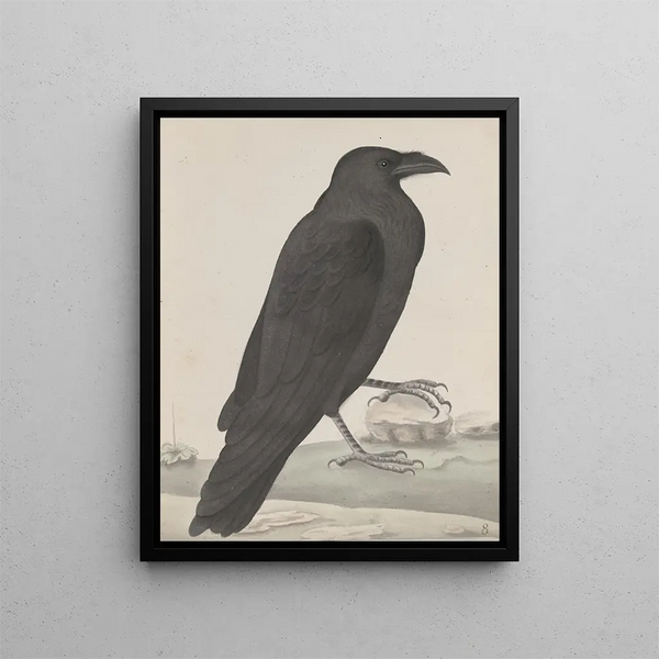 Ren de Rabi - Natural history of Saint Domingue Pl015.webp