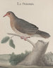 Histoire naturelle de Saint-Domingue Pl022 - René de Rabi — vy av konstverket