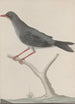 Histoire naturelle de Saint-Domingue Pl023 - René de Rabi — vy av konstverket