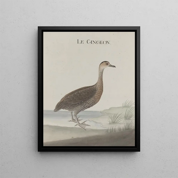 Ren de Rabi - Natural history of Saint Domingue Pl032.webp