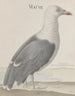 Histoire naturelle de Saint-Domingue Pl037 - René de Rabi — vy av konstverket