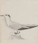 Histoire naturelle de Saint-Domingue Pl038 - René de Rabi — vy av konstverket