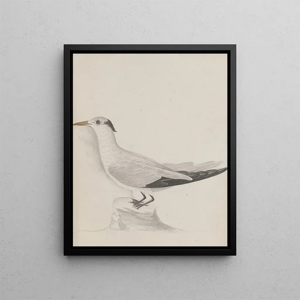 Ren de Rabi - Natural history of Saint Domingue Pl038.webp