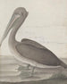 Histoire naturelle de Saint-Domingue Pl040 - René de Rabi — vy av konstverket