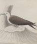 Histoire naturelle de Saint-Domingue Pl041 - René de Rabi — vy av konstverket