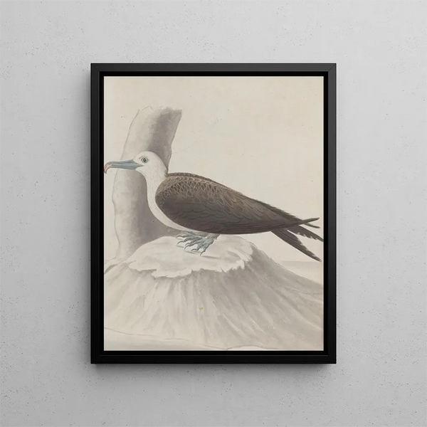 Ren de Rabi - Natural history of Saint Domingue Pl041.webp