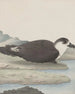 Histoire naturelle de Saint-Domingue Pl042 - René de Rabi — vy av konstverket