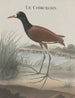 Histoire naturelle de Saint-Domingue Pl044 - René de Rabi — vy av konstverket
