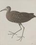 Histoire naturelle de Saint-Domingue Pl045 - René de Rabi — vy av konstverket