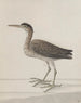Histoire naturelle de Saint-Domingue Pl046 - René de Rabi — vy av konstverket