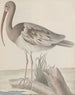 Histoire naturelle de Saint-Domingue Pl047 - René de Rabi — vy av konstverket