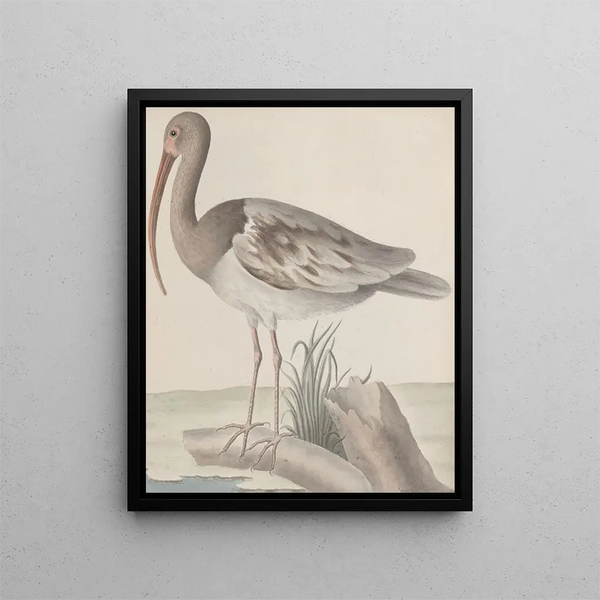 Ren de Rabi - Natural history of Saint Domingue Pl047.webp