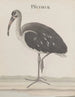 Histoire naturelle de Saint-Domingue Pl049 - René de Rabi — vy av konstverket