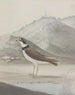 Histoire naturelle de Saint-Domingue Pl050 - René de Rabi — vy av konstverket