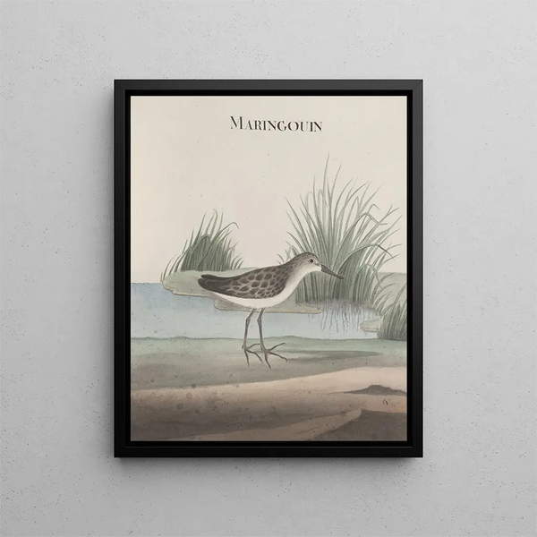 Ren de Rabi - Natural history of Saint Domingue Pl051.webp