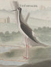 Histoire naturelle de Saint-Domingue Pl052 - René de Rabi — vy av konstverket