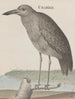 Histoire naturelle de Saint-Domingue Pl053 - René de Rabi — vy av konstverket