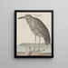 Histoire naturelle de Saint-Domingue Pl053 - René de Rabi — inramlat konstverk på väggen