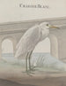 Histoire naturelle de Saint-Domingue Pl054 - René de Rabi — vy av konstverket