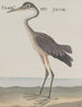 Histoire naturelle de Saint-Domingue Pl055 - René de Rabi — vy av konstverket