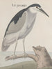 Histoire naturelle de Saint-Domingue Pl057 - René de Rabi — vy av konstverket
