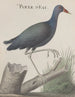 Histoire naturelle de Saint-Domingue Pl058 - René de Rabi — vy av konstverket