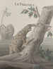 Histoire naturelle de Saint-Domingue Pl059 - René de Rabi — vy av konstverket