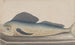Histoire naturelle de Saint-Domingue Pl060 - René de Rabi — vy av konstverket