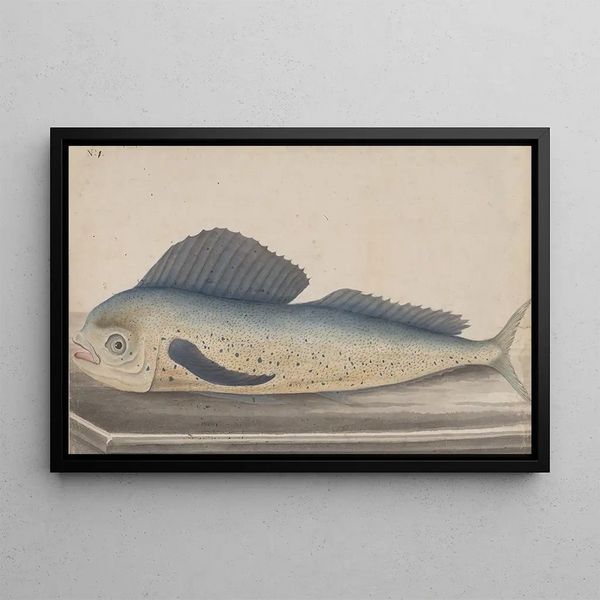 Histoire naturelle de Saint-Domingue Pl060 - René de Rabi — inramlat konstverk på väggen