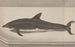 Histoire naturelle de Saint-Domingue Pl061 - René de Rabi — vy av konstverket